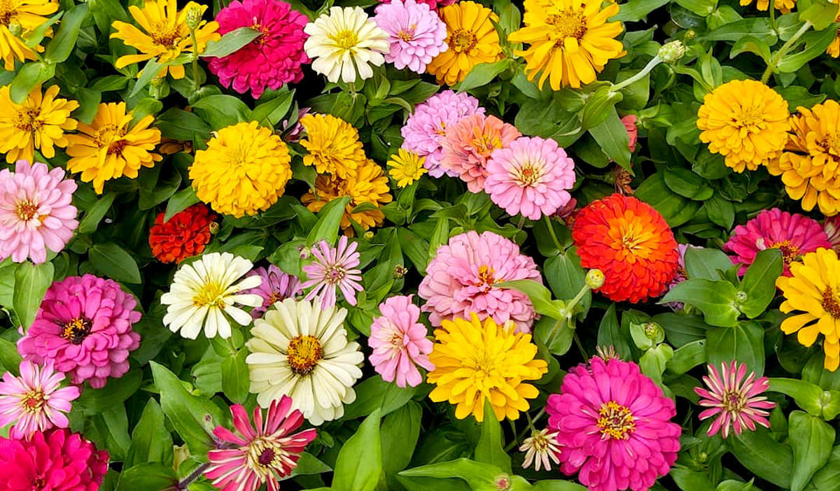 Garden Blossom
